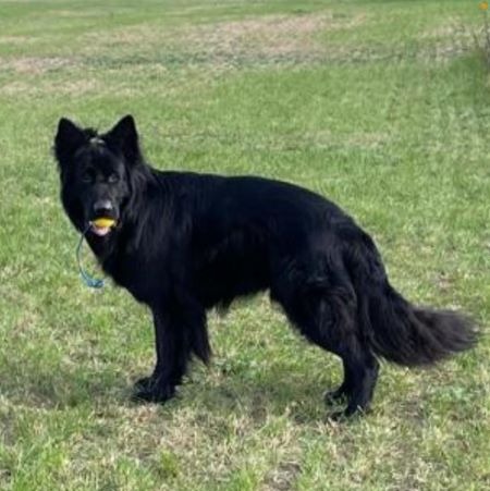 Eine tief verletzte Hundeseele